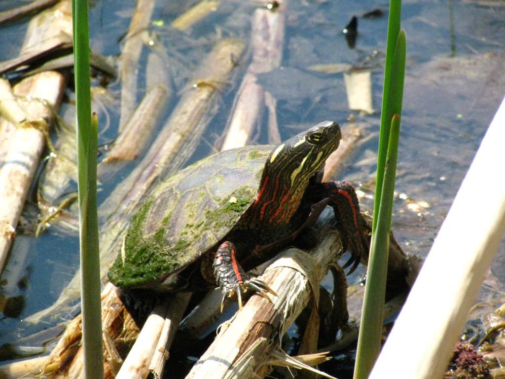 Environmental Restoration Project