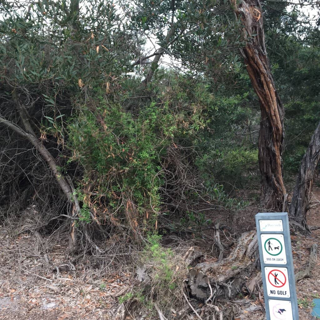 The Enchanted Woodland