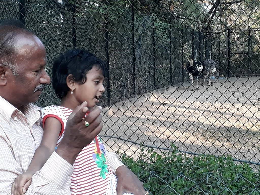 Leopard and Peacock Spotting