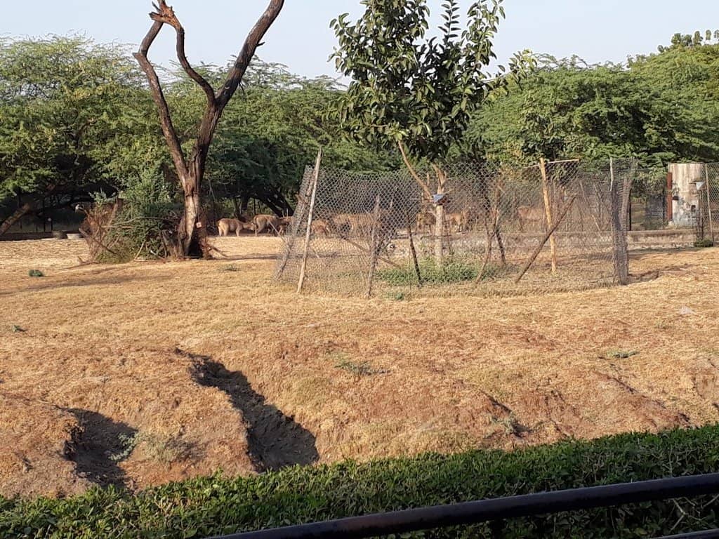 Magical Butterfly Garden