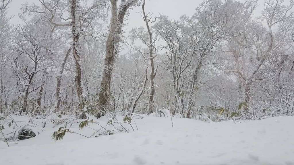 Alternative Lookout Point