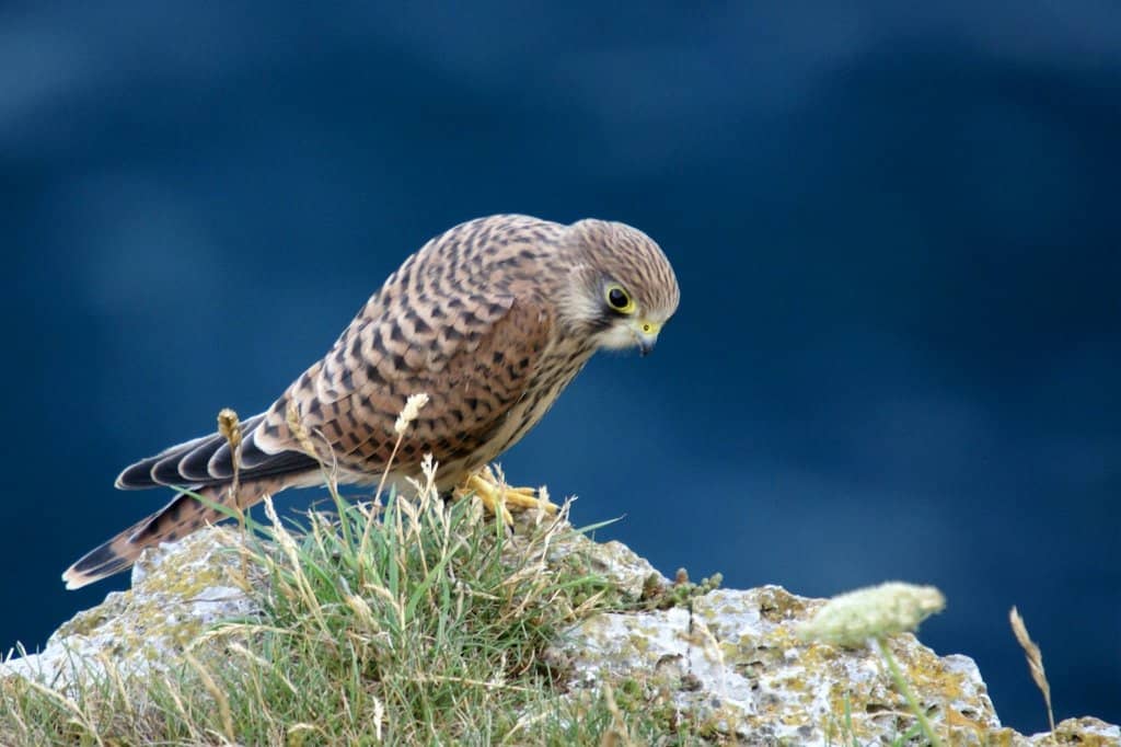 Durlston Castle Views