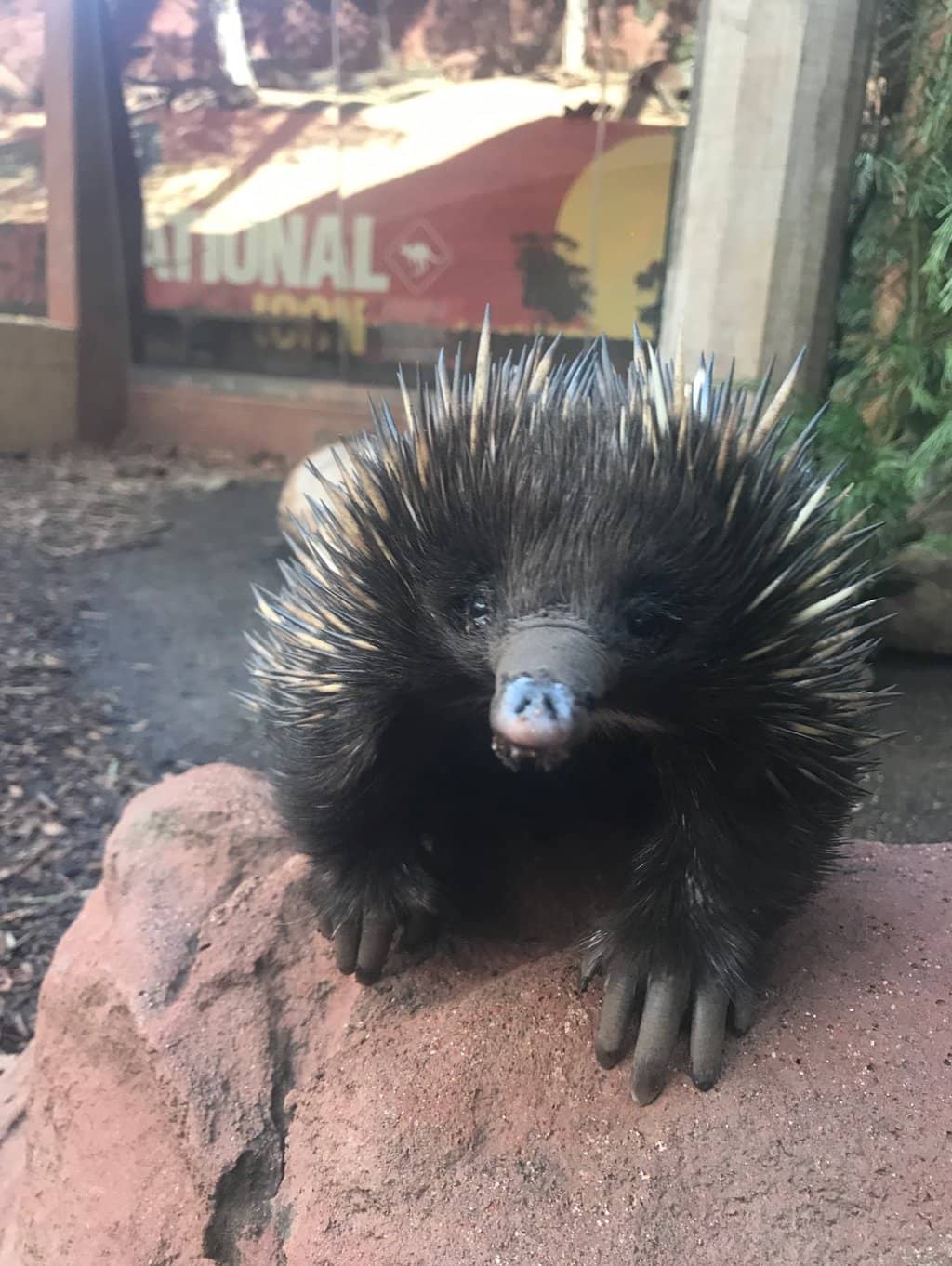 Australian Native Animals