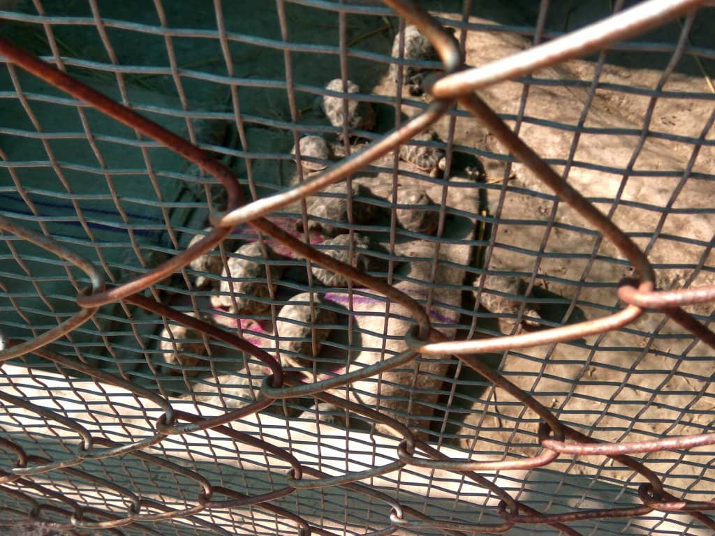 Lush Greenery and Nature Trails