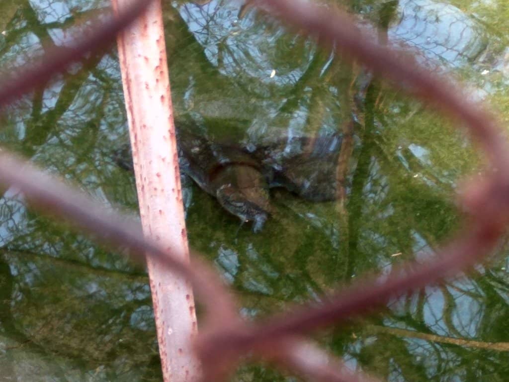 Fossil Park & Paleo Garden