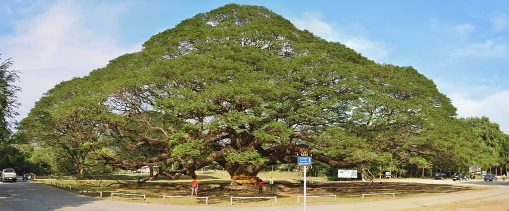 The Majestic Giant Raintree