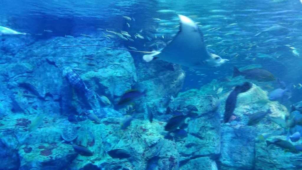 Walrus Encounter