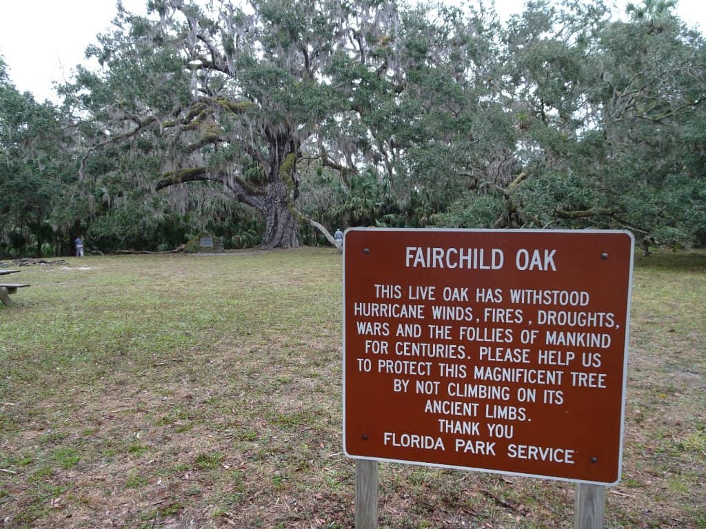 Fairchild Oak