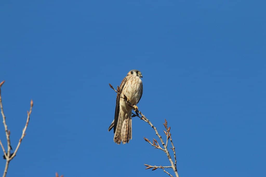 Birdwatching Paradise