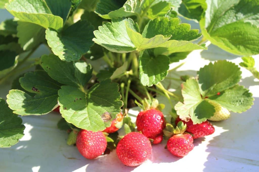 Freshly Picked Produce