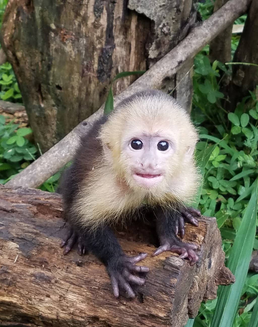 Rescued Wildlife Encounters