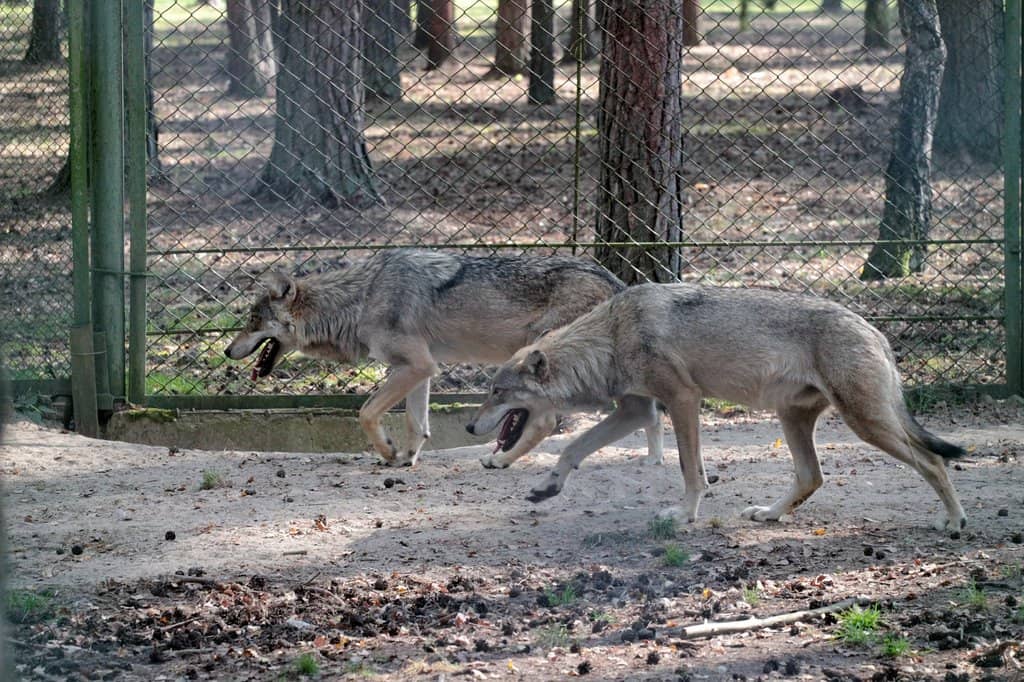 The 600-Year-Old Oak
