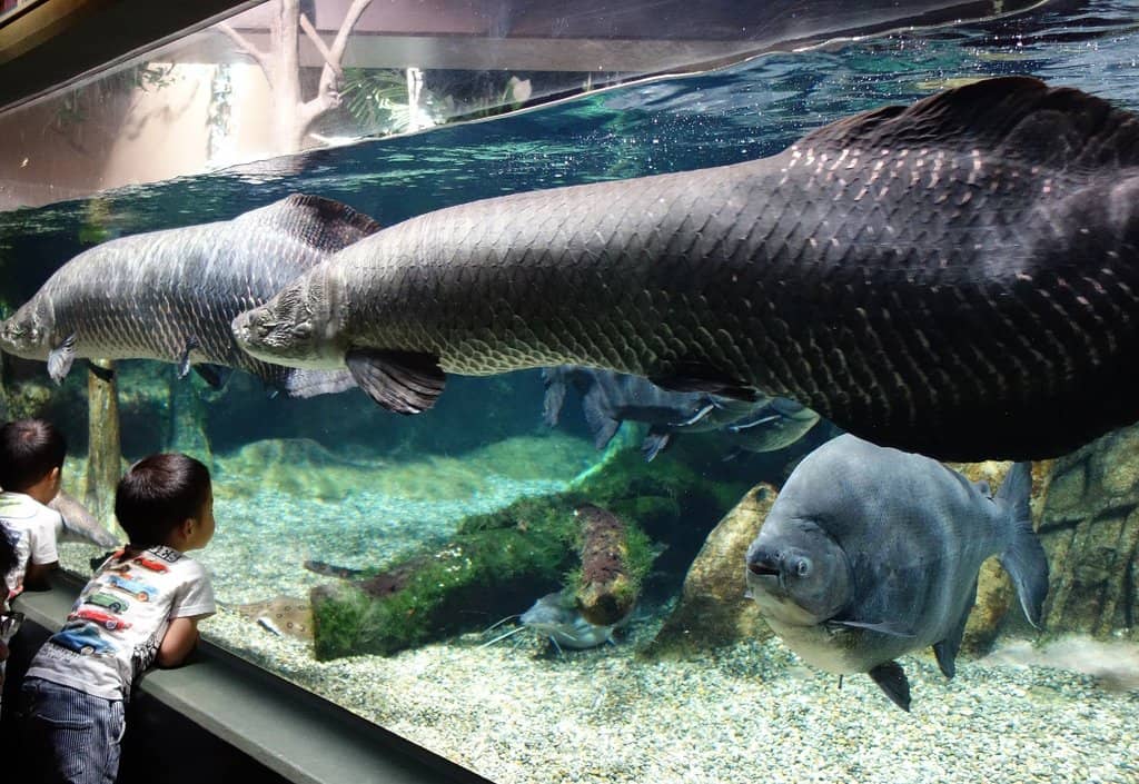 Giant Freshwater Fish