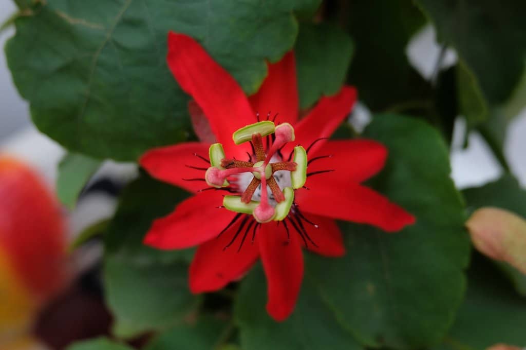Tranquil Temple Grounds