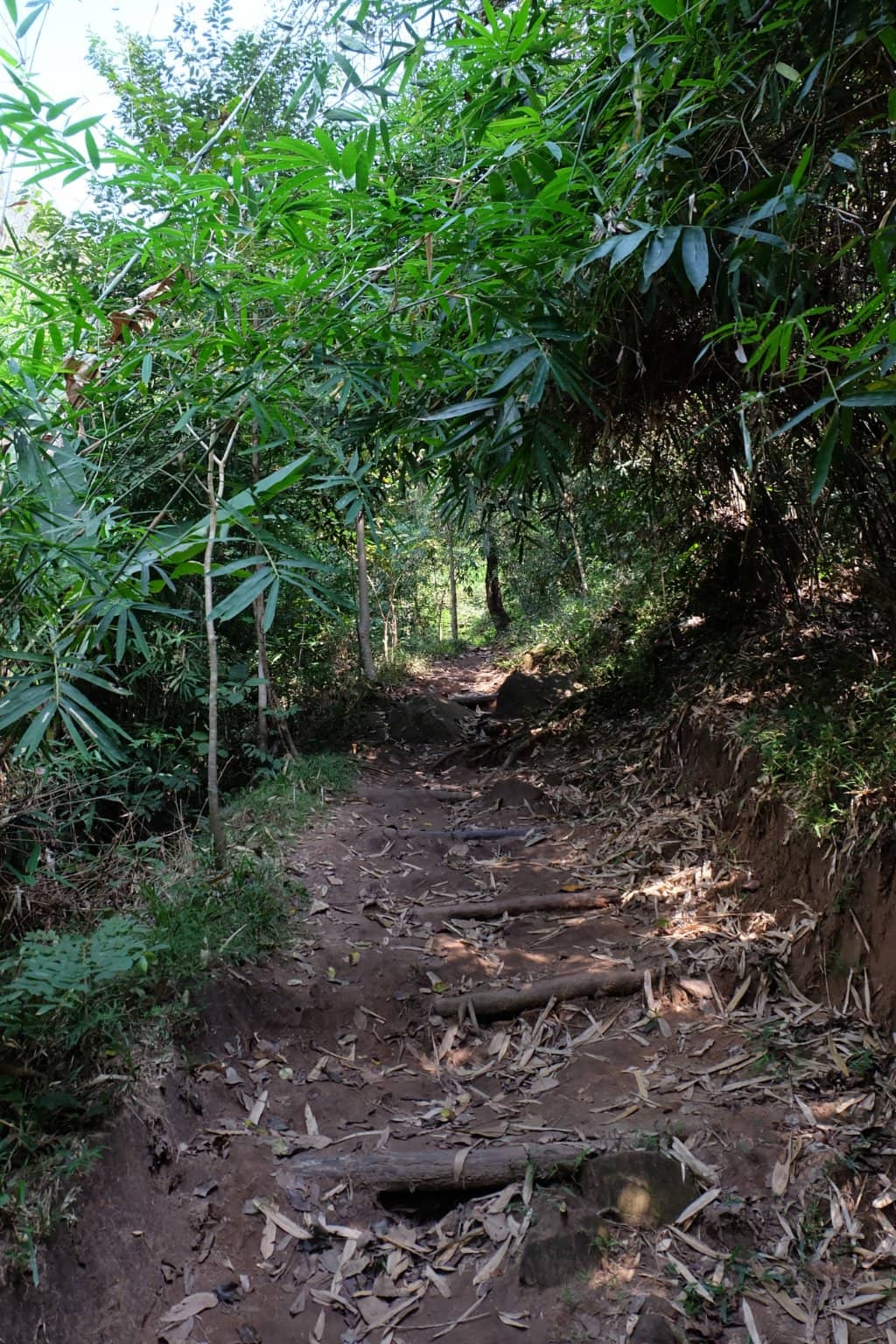 Tranquil Forest Trails