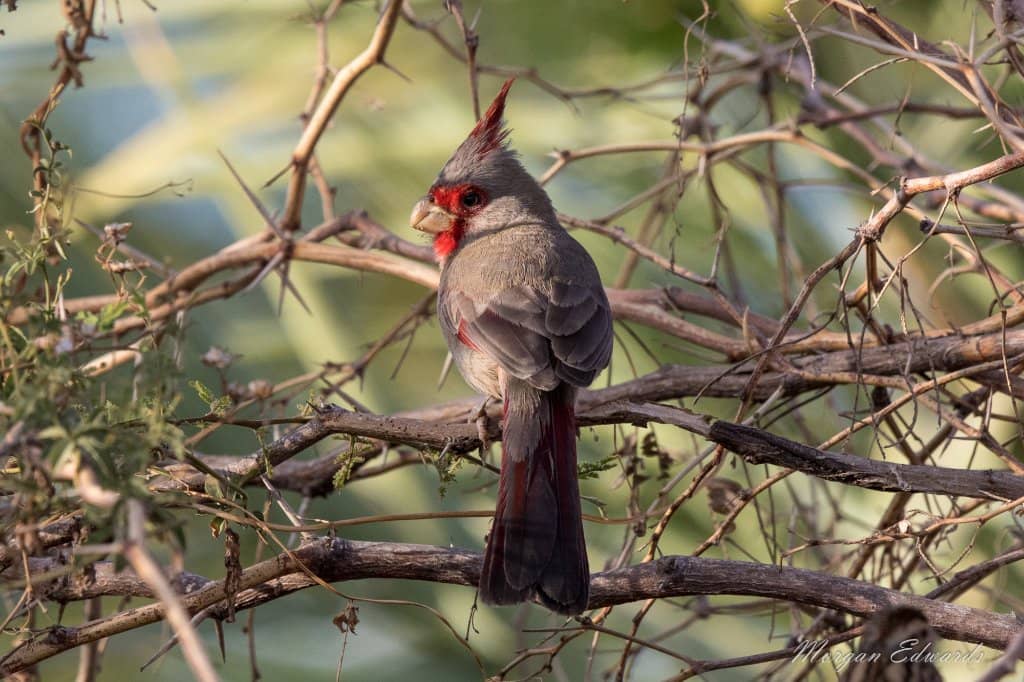 Migratory Bird Spectacle