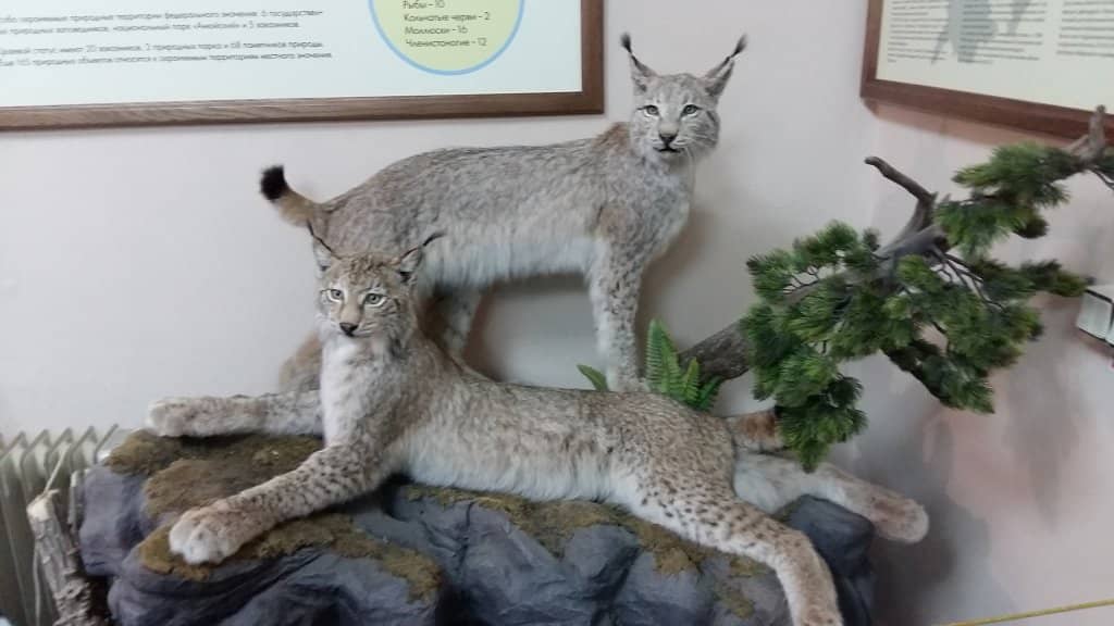 Regional History Collection