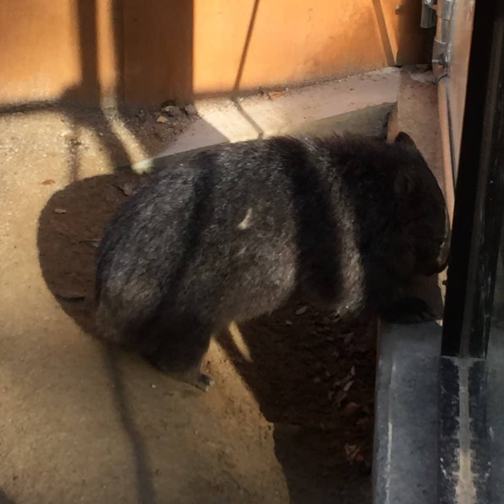 Australian Wildlife Focus