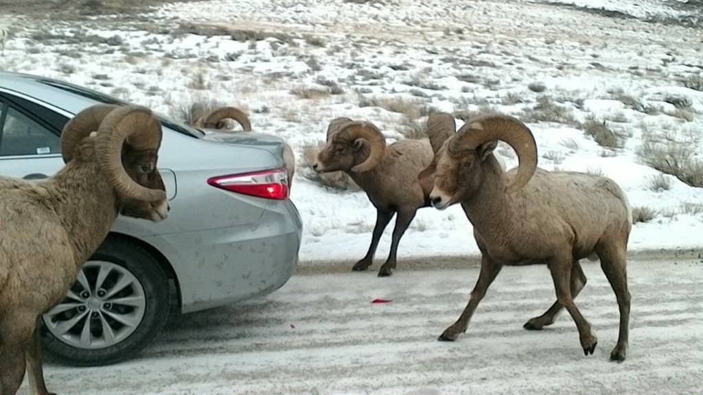 Spring Shed Antler Auctions