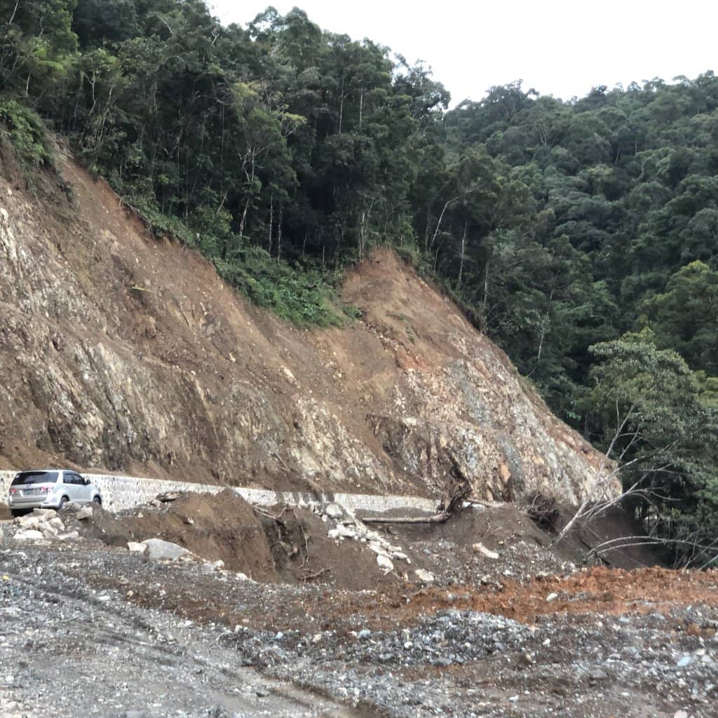 Kahoy Dalaga (Doña Aurora Plant)