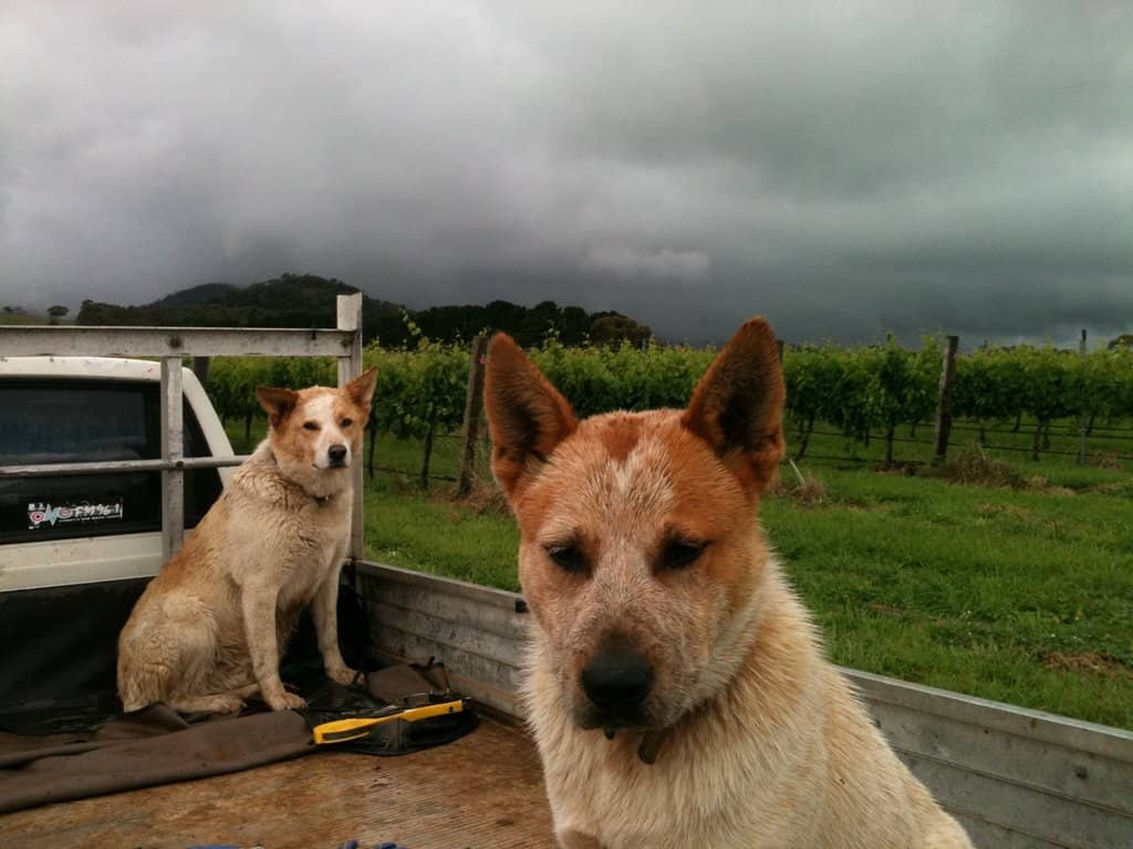 Cool-Climate Chardonnay