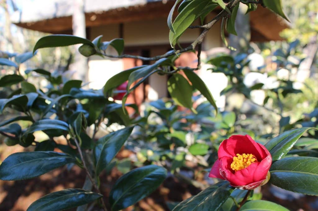 Traditional Tea Houses