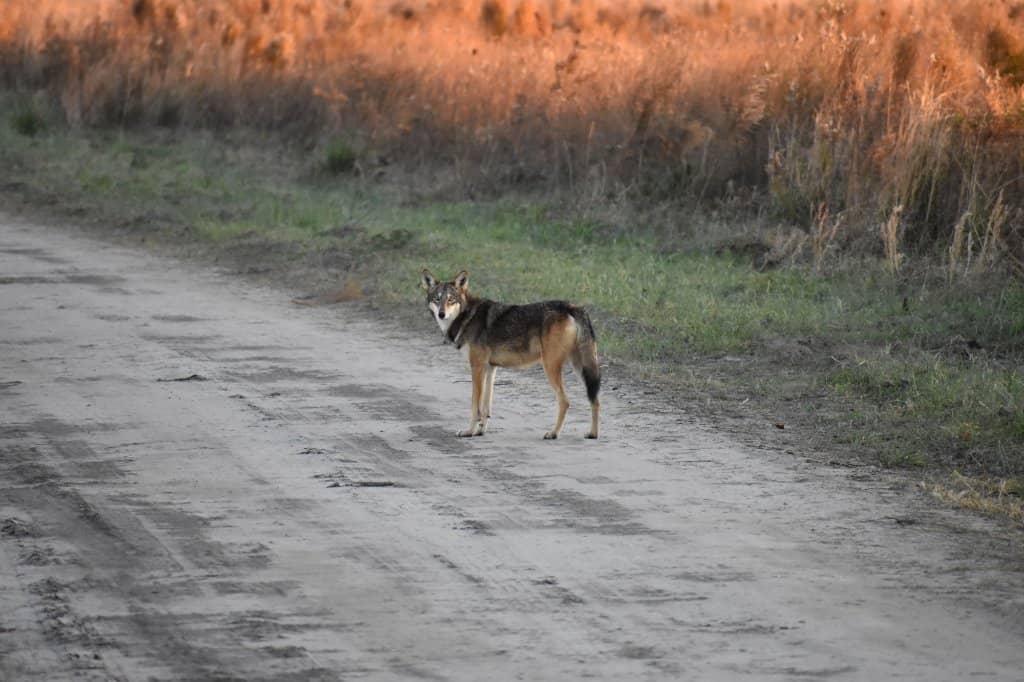 The Elusive Red Wolf