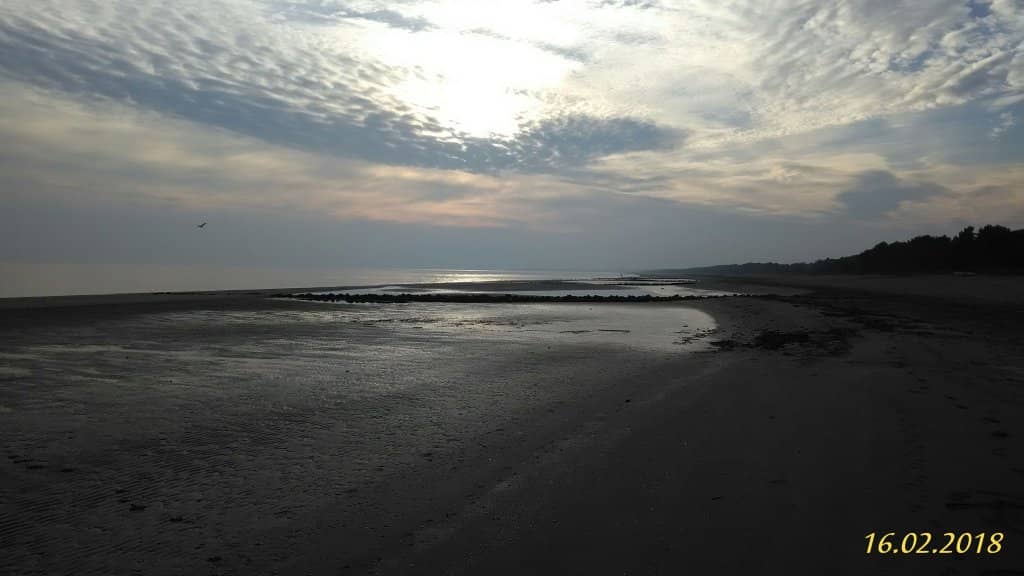 Lush Pine Forest Trails