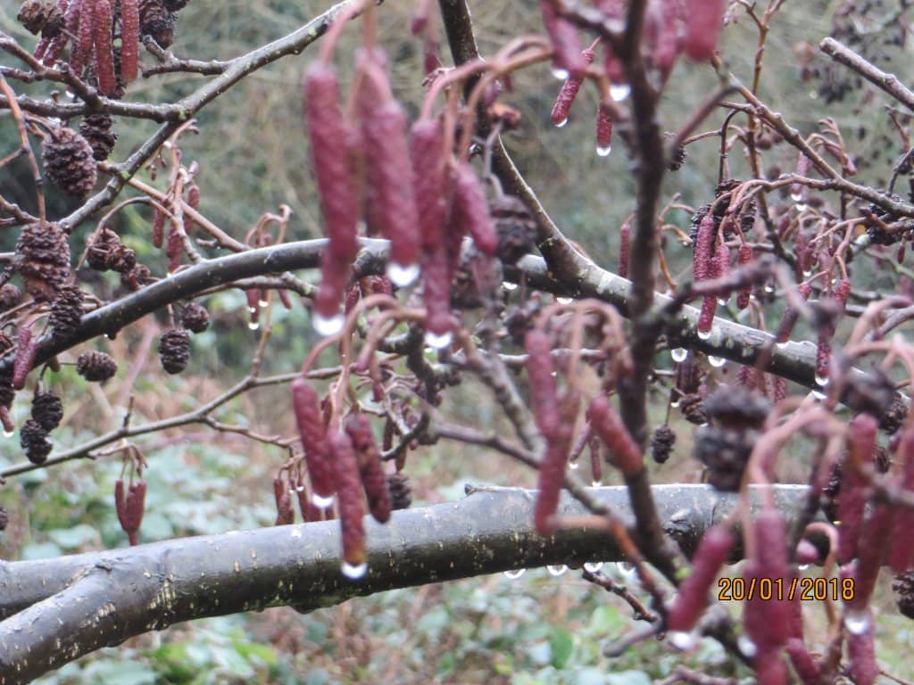 Dog-Friendly Green Space