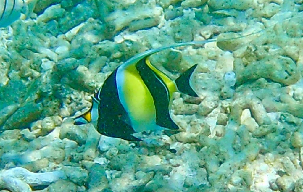 Vibrant Snorkeling & Diving