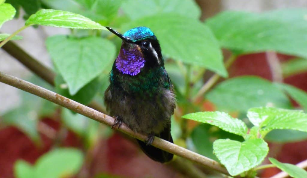 Hummingbird Spectacle