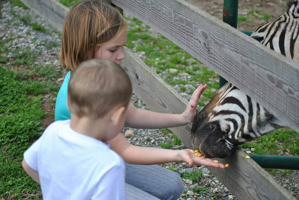Interactive Animal Feeding
