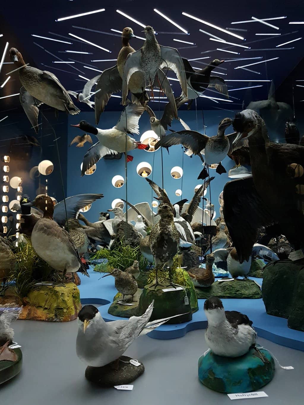 Cozy Library & Play Area