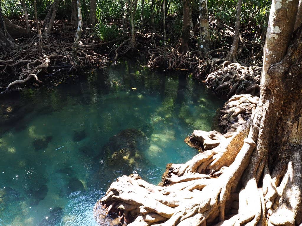 Mangrove Boardwalk