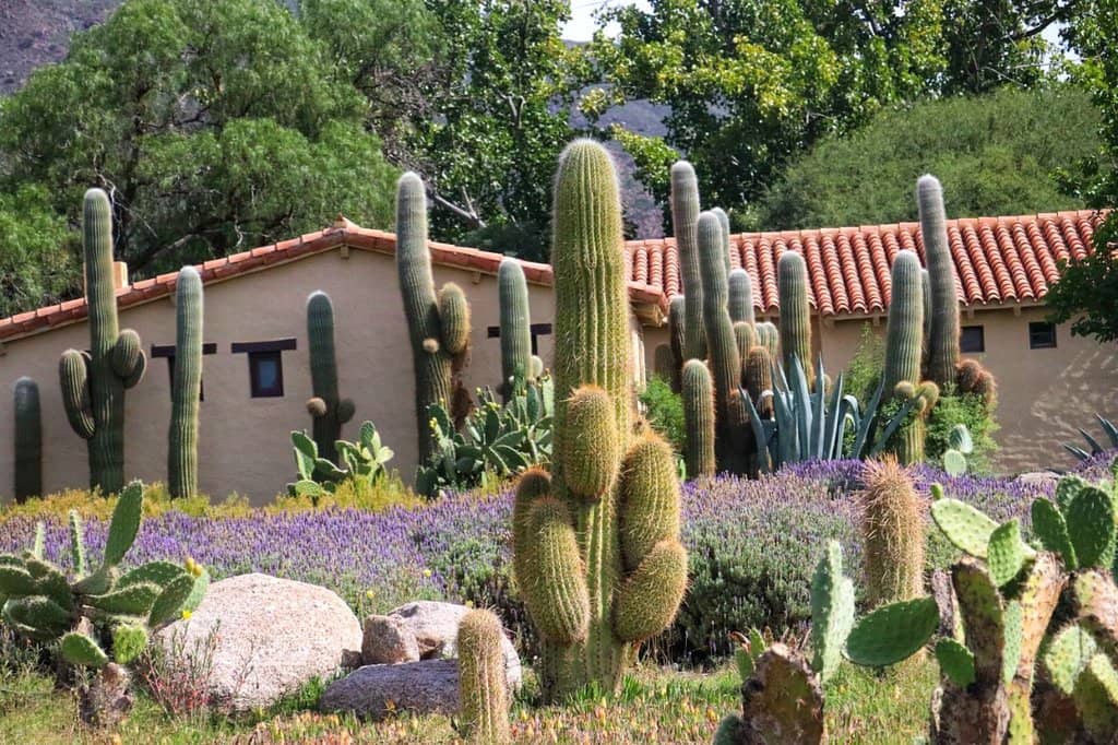 Extreme Altitude Vineyards