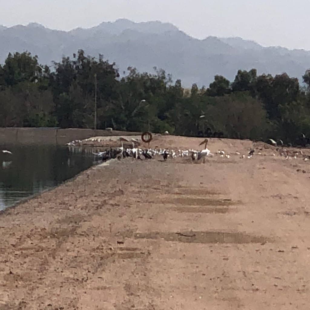 Migratory Bird Haven