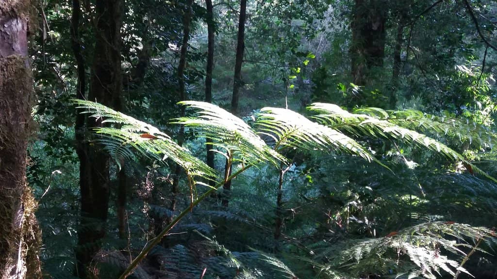 Biodiversity Immersion