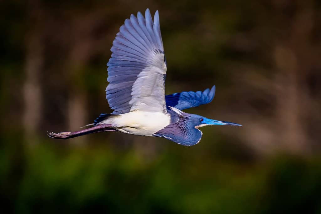 Migratory Bird Haven