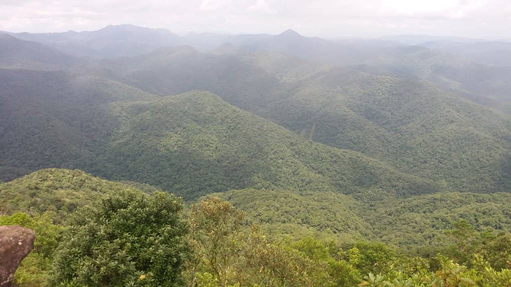 Lush Rainforest Trails