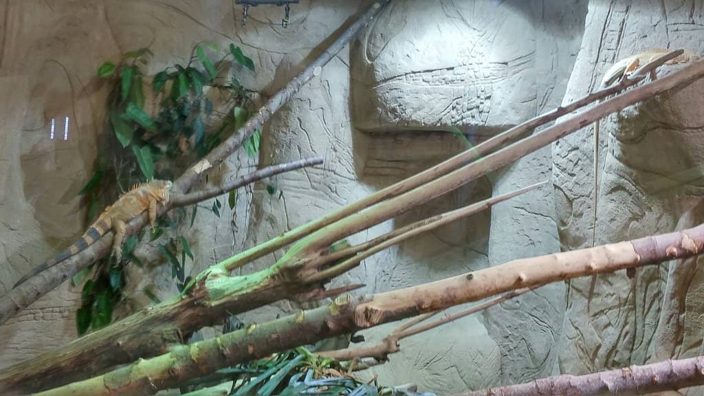 Labyrinth of Dragons