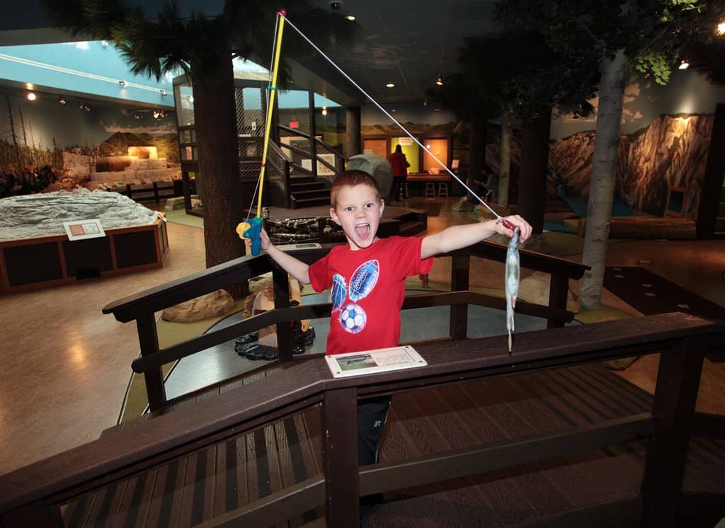 Triceratops Fossil Collection