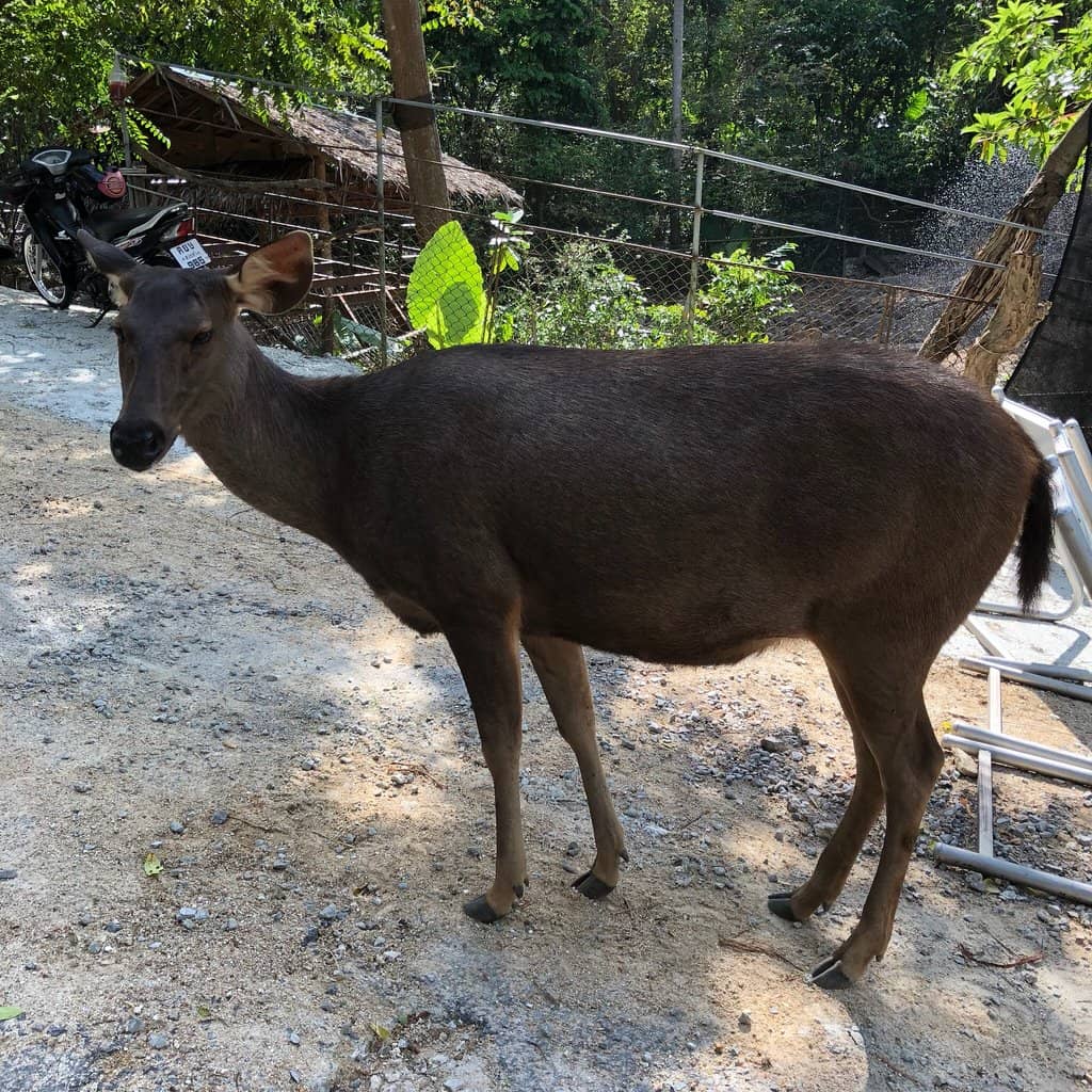 Sea Lion Interaction