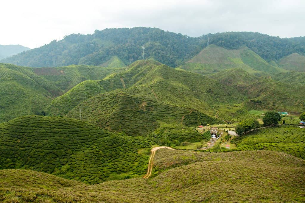 Authentic Tea Tasting Experiences