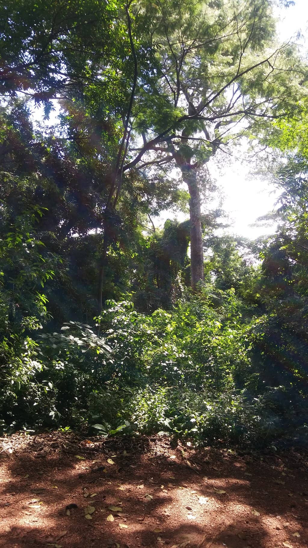 Magnificent Pau Rei Trees