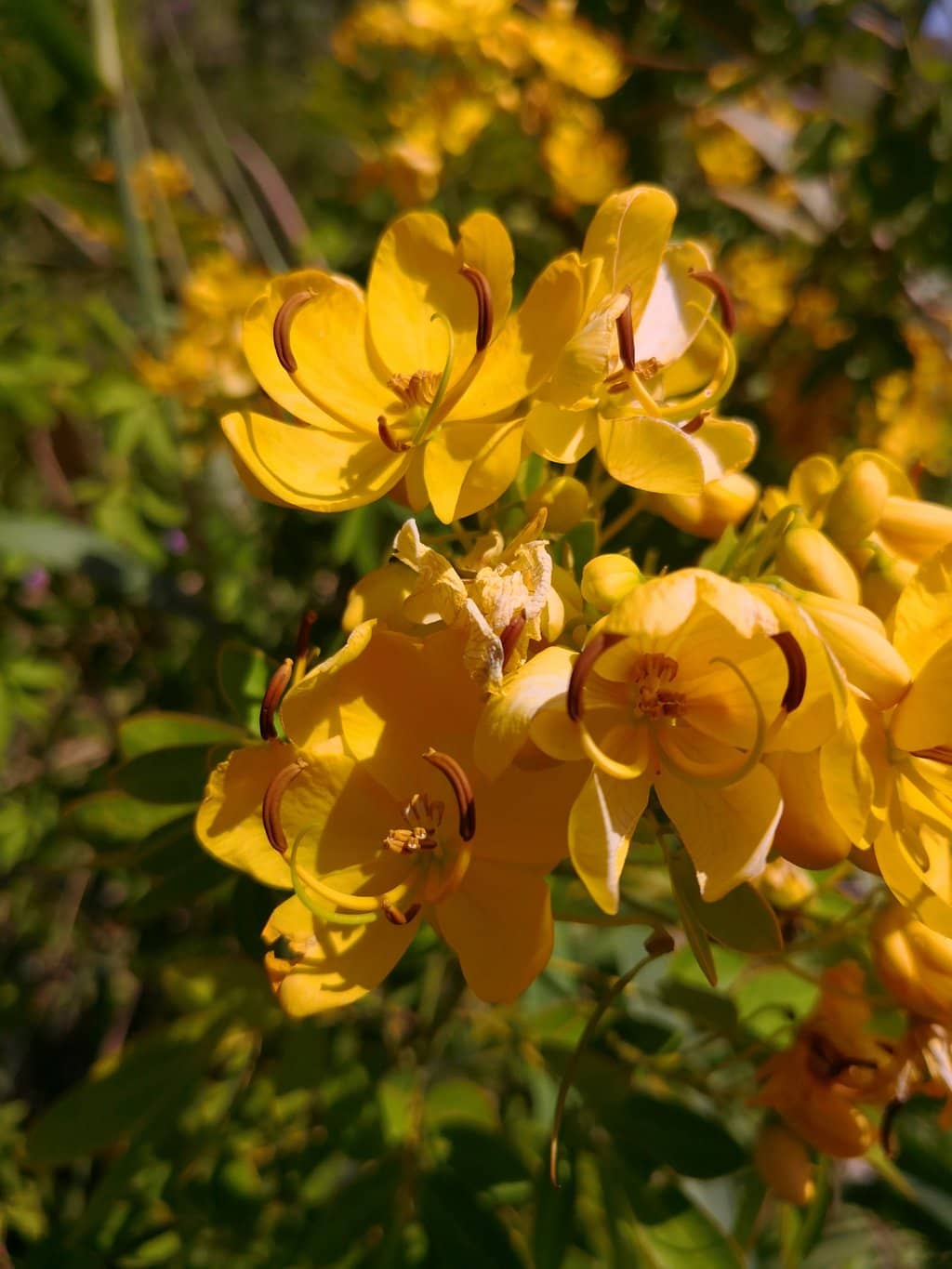 Grey-headed Flying Fox Colony