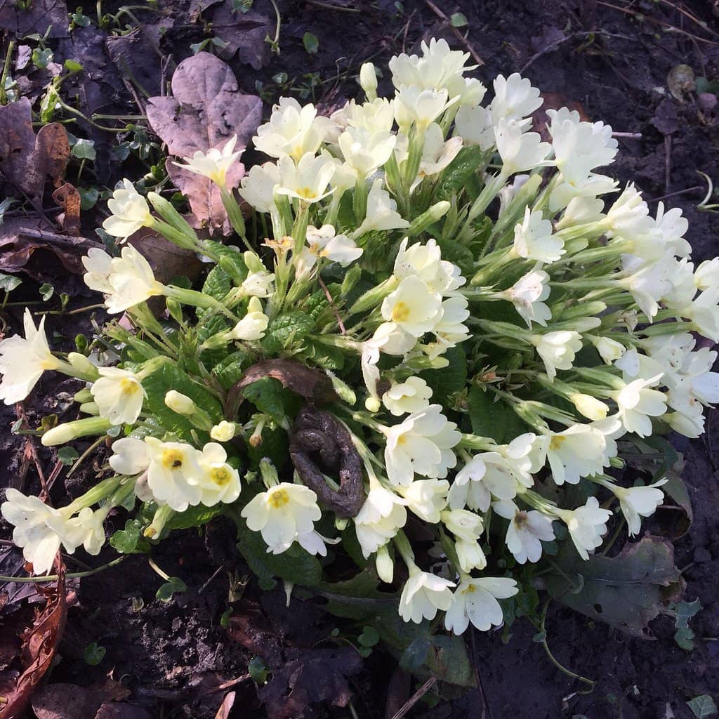 Historic Estate Grounds