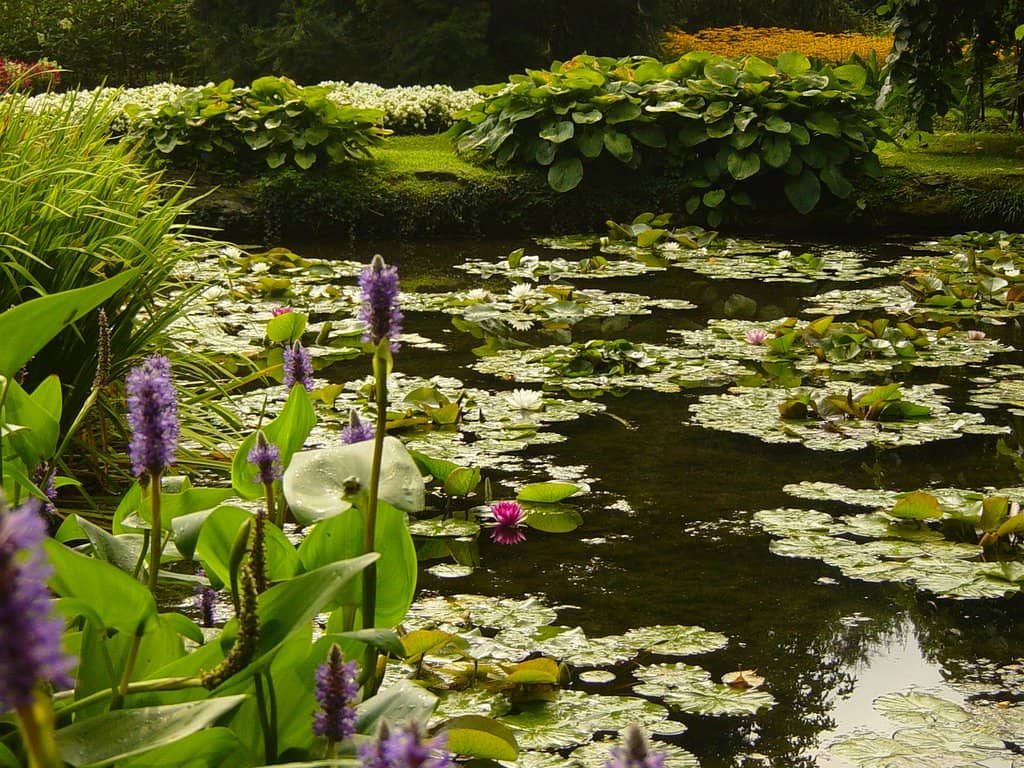 Water Lily Pond