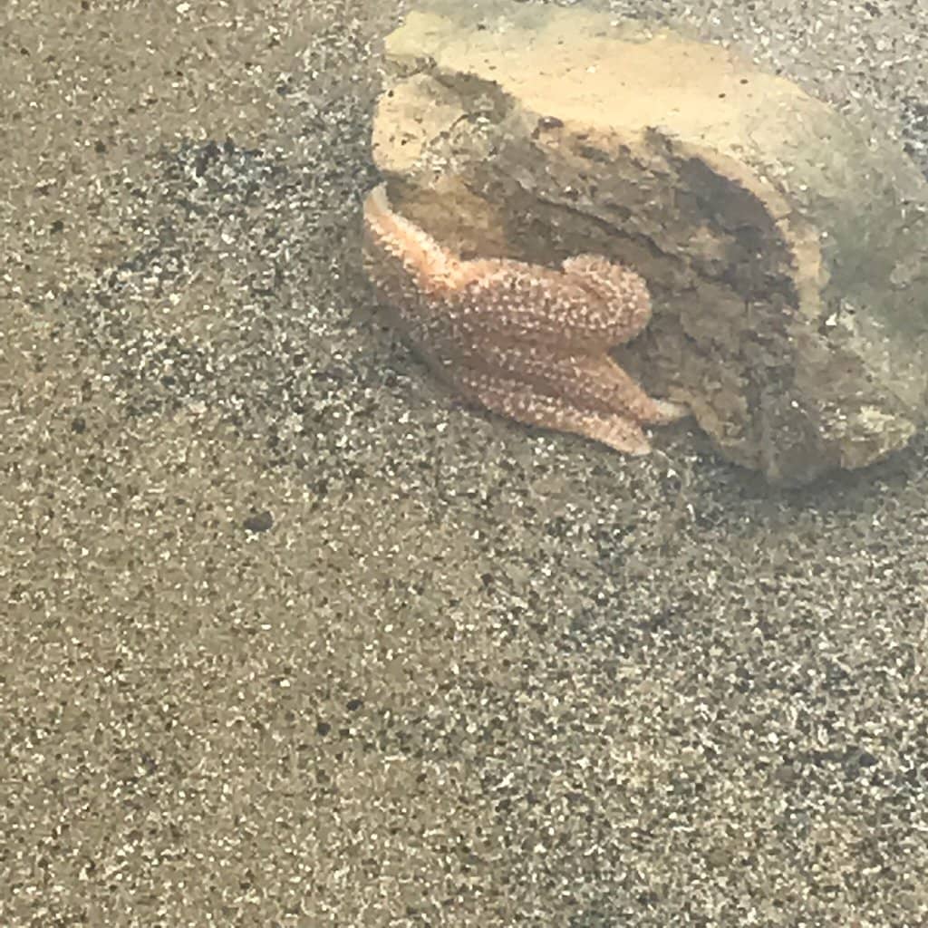 Picnic with a Panorama