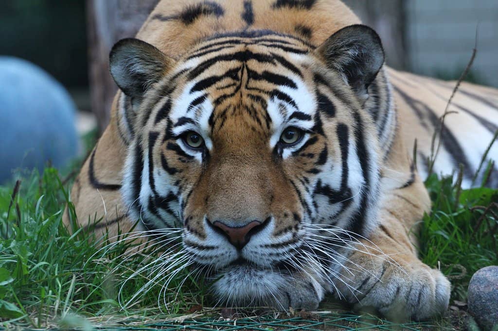 Immersive Rainforest Zone