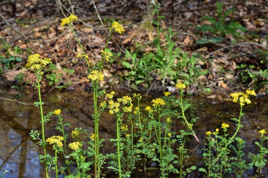 Diverse Flora and Fauna